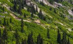 Above us, we see a "down" train pulled by WP&YR locomotive 3001 that will meet us for a pass at Glacier Station